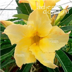 Adenium Obesum Desert Rose GOLDEN SILK