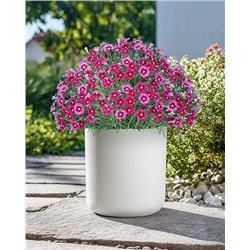 Саженцы Гвоздика Миньон Дарк Ред, арт.: 74590