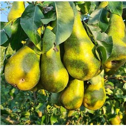 Груша Конференция, фасовка 4 кг