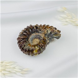 Радуга Самоцветов Аммонит