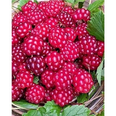 Саженцы Княженика Элпе, арт.: 74541