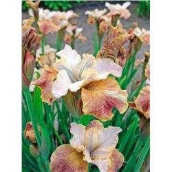 Луковицы (корни) Ирис сибирский Джерри Мерфи, арт.: 75193