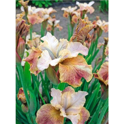 Луковицы (корни) Ирис сибирский Джерри Мерфи, арт.: 75193