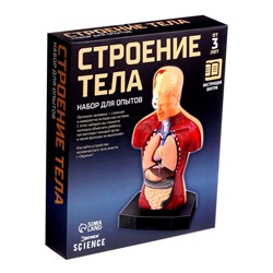 Научный опыт «Строение тела»