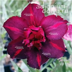 Adenium Obesum Double Flower SCORPIO