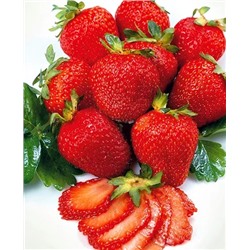 Саженцы Клубники (Земляники) садовой Медовая, арт.: 5080