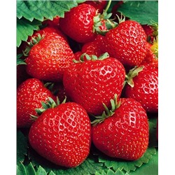 Саженцы Клубники (Земляники) садовой Сальса, арт.: 5090