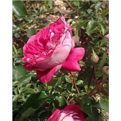 Саженцы Роза чайно-гибридная Максим, арт.: 74777