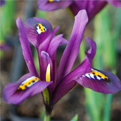 Ирис Reticulata J.S. Dijt "Джей Эс Дийт" 5 шт