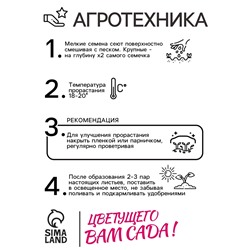 Семена цветов Пампасная трава "Белый шлейф", 0,1 гр