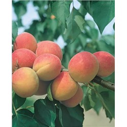 Саженцы Абрикос Горный Абакан, арт.: 741