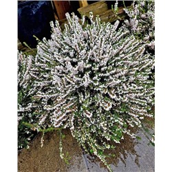 Саженцы Эрика дарлейенская Вайт Глоу, арт.: 74937