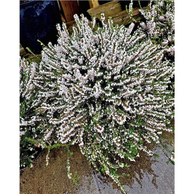 Саженцы Эрика дарлейенская Вайт Глоу, арт.: 74937