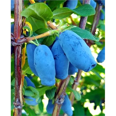 Саженцы Жимолость Плюшкин, арт.: 70261