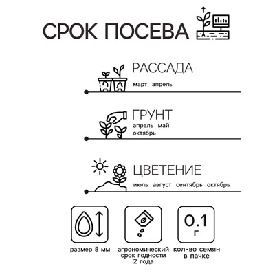 Семена Астра "Королева рынка",  однолетняя, 0,1 г б/п