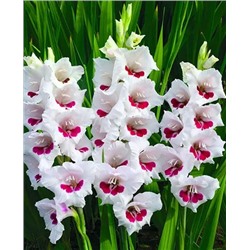 Луковицы Гладиолус Фиорентина, арт.: 69404