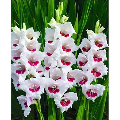 Луковицы Гладиолус Фиорентина, арт.: 69404