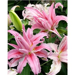 Луковицы Лилия восточная махровая Брокен Харт, фасовка: 1 саженец, арт.: 74653