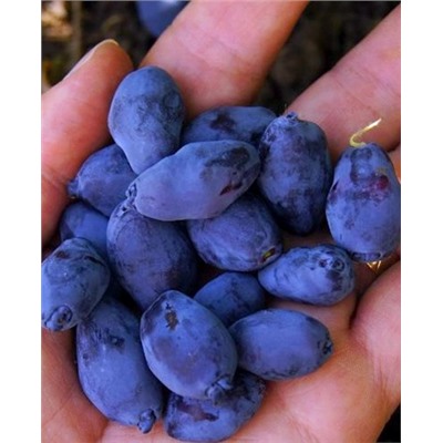 Саженцы Жимолость Ребекка, арт.: 70263