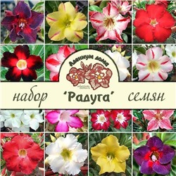 Набор семян (для продолжающих, подарочный) Adenium 'РАДУГА'