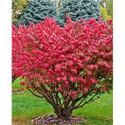 Саженцы Бересклет крылатый, арт.: 394