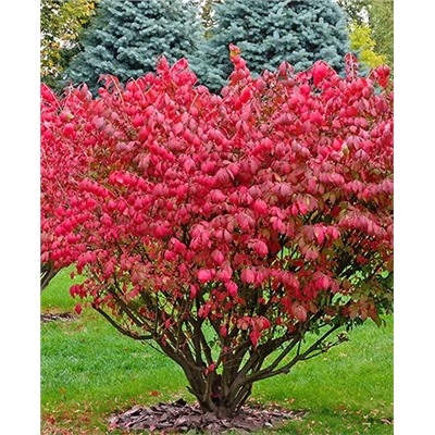 Саженцы Бересклет крылатый, арт.: 394