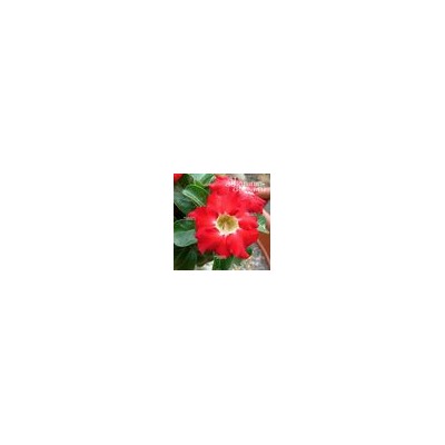 Adenium Obesum Desert Rose MINI SIZE RED (Мини, карликовый)