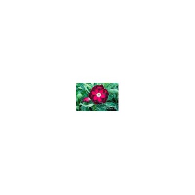 Adenium Obesum Double Flower NEW-90