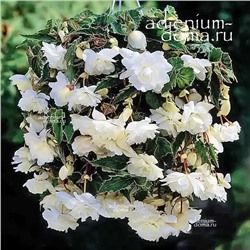 Begonia ILLUMINATION ® 'WHITE' (Бегония)