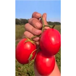 Семена Томат непасынкующийся Сливовидный, арт.: 70577