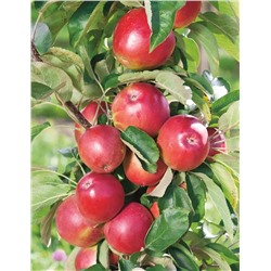 Яблоня Сенатор, арт.: 953