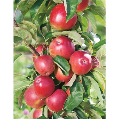 Яблоня Сенатор, арт.: 953