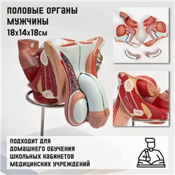 Анатомическая модель «Макет половых органов мужчины», 18×14×18 см