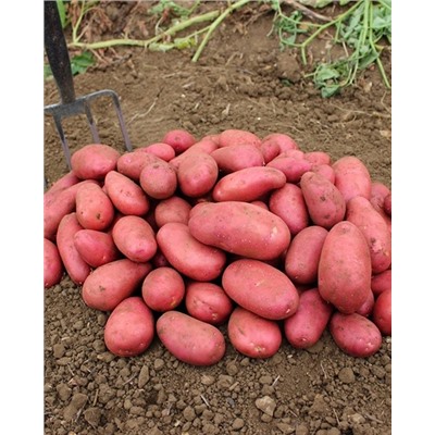 Семенной Картофель Ред Скарлетт, арт.: 4020