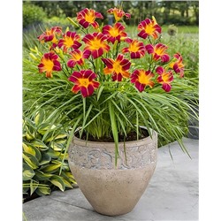 Корни (саженцы) Лилейник Эври Дэйлили Ред риб, фасовка: 1 саженец, арт.: 74670