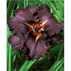 Корни (саженцы) Лилейник Блэк мэджик, фасовка: 1 саженец, арт.: 70335