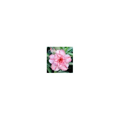 Adenium Obesum Double Flower NEW-188