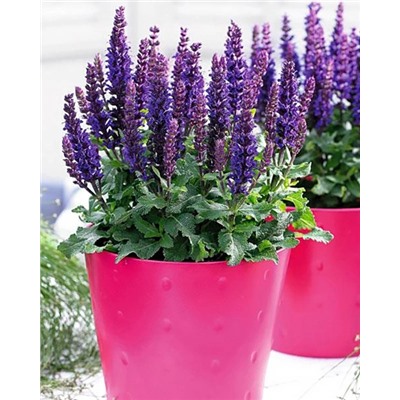 Саженцы Шалфей Сенсейшн Компакт Дип Блю, арт.: 74699