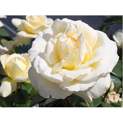 La Perla "Ля Перла"