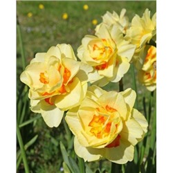 Луковицы Нарцисс Таити, арт.: 1259