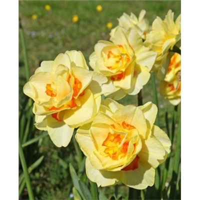 Луковицы Нарцисс Таити, арт.: 1259