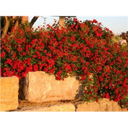Роза почвопокровная Red Cascade "Ред Каскад"