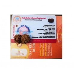 Гаури Шанкар Рудракша сертифицированная (11 мукхи), Gauri Shankar Rudraksha Certified (Nepal), произв. Kalyan Puja