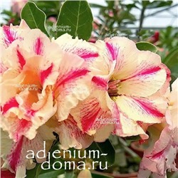 Adenium Obesum Double Flower MERCURY