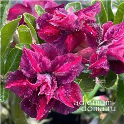 Adenium Obesum Double Flower BAO NGAN