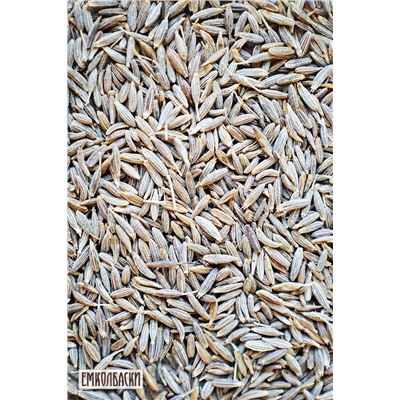 Кумин (Зира)