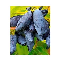 Саженцы Жимолость Сластёна, арт.: 20098