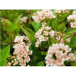 Пузыреплодник калинолистный Little Greeny "Литл Грини" Р9