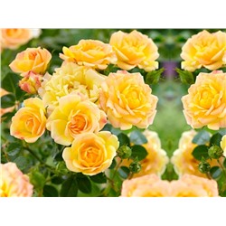 Саженцы Роза почвопокровная Йеллоу фейри, арт.: 75297