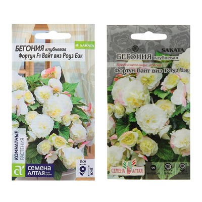 Семена цветов бегония «Вайт виз Роуз», 4 шт.